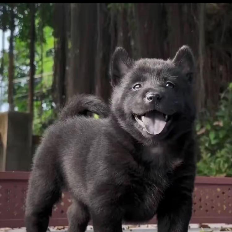 飞飞家(买🐶丝聊）