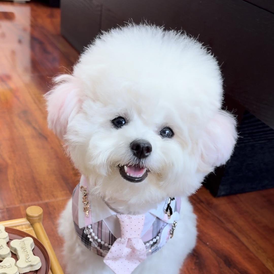 福宝疯丫头（宠益宠物）