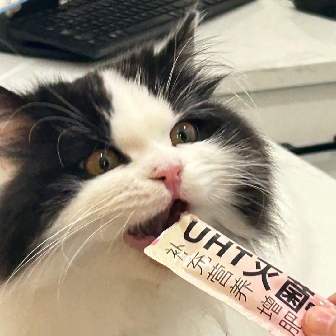 有猫德学院！🐱一号