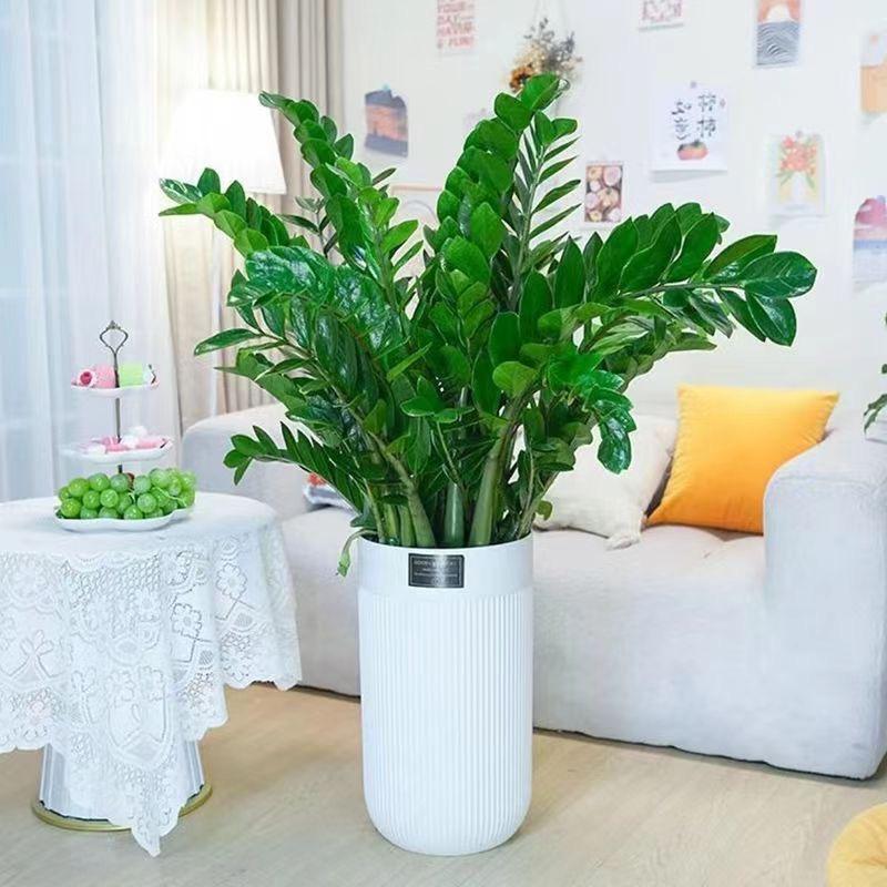 莲子花卉绿植园艺店