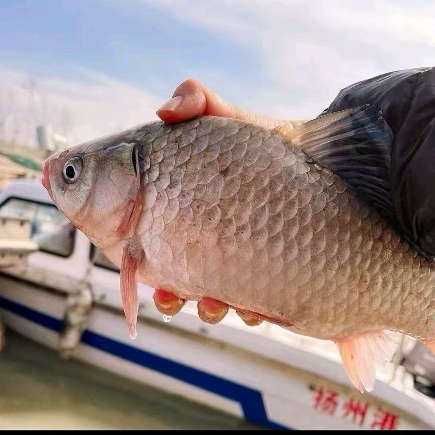 江西小飞爱抓鱼