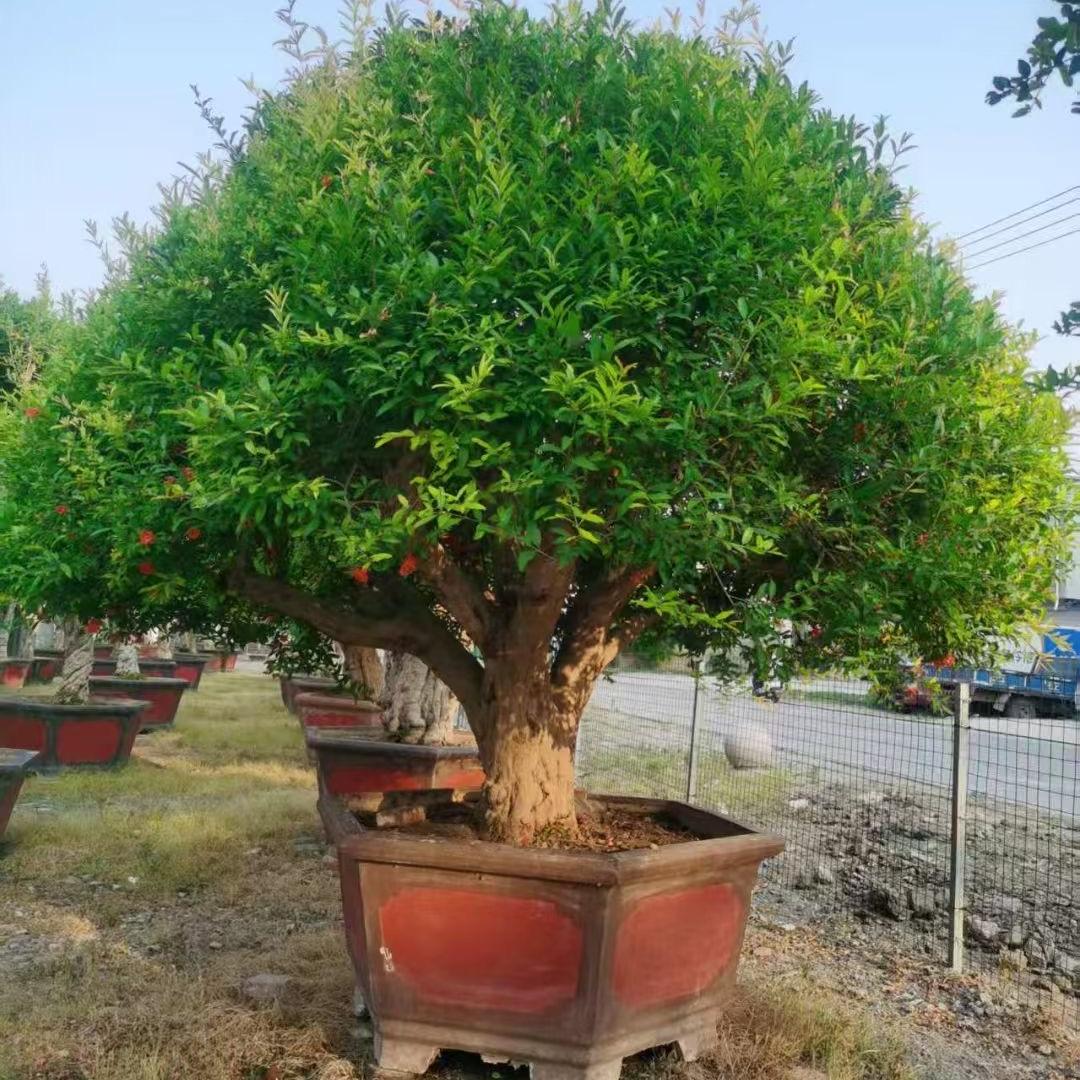 永多果树苗木专营店