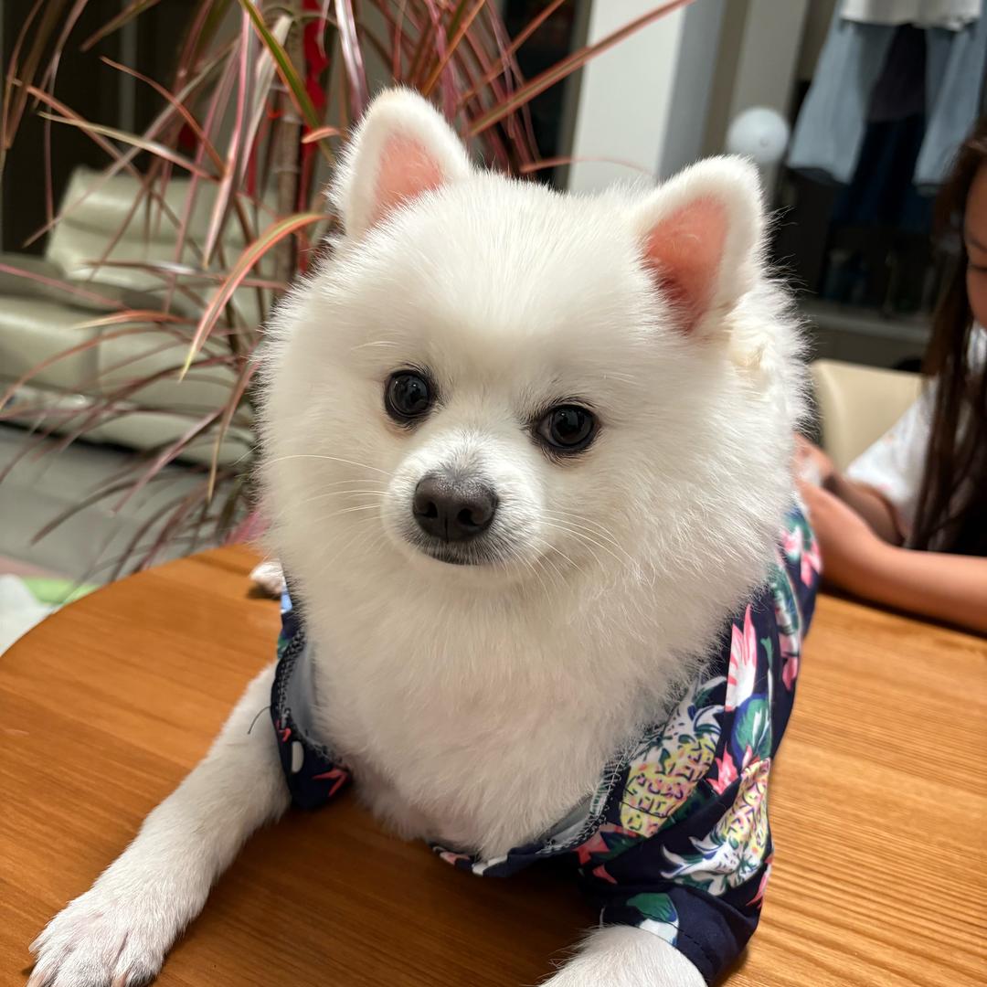 八百是个小胖孩