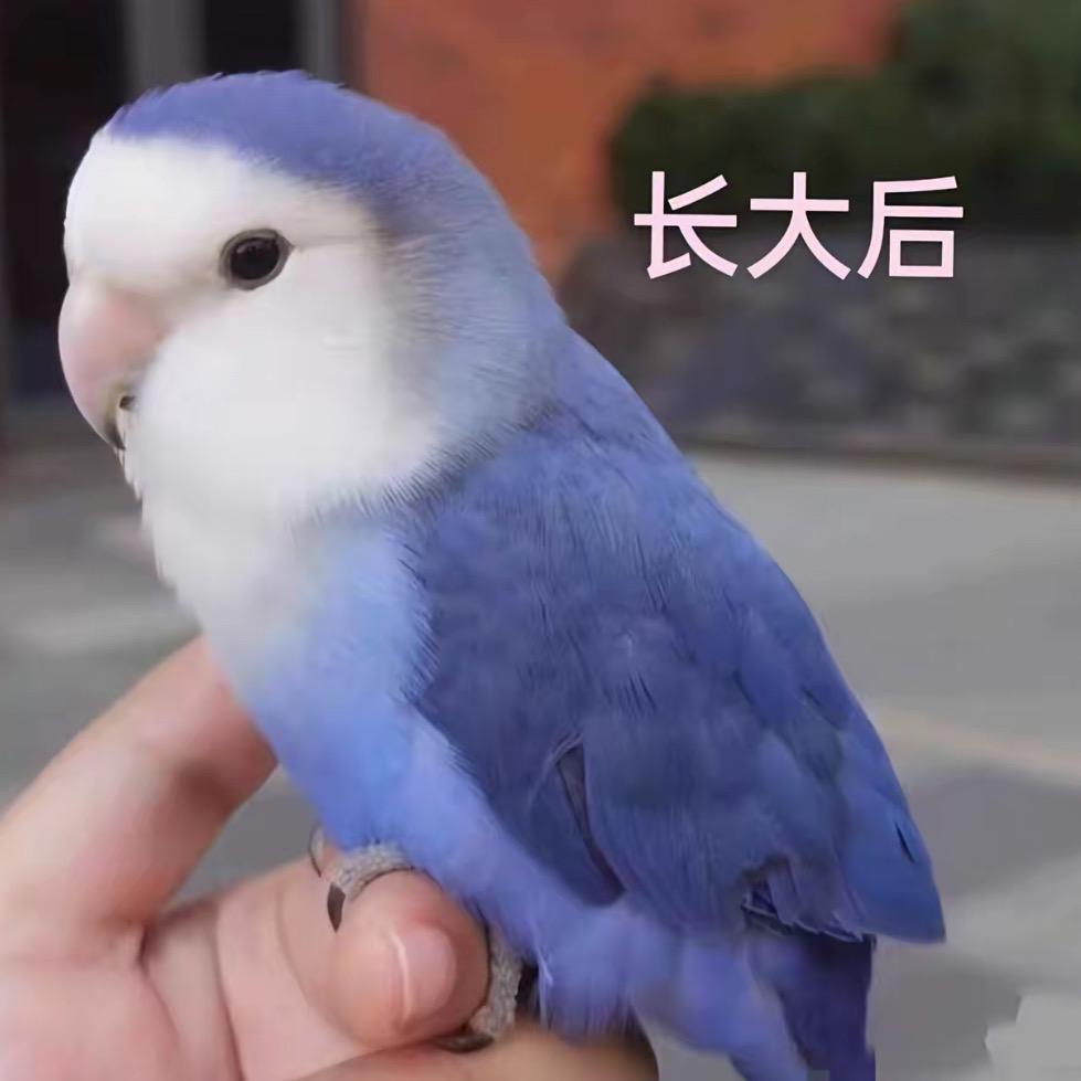 米朵萌宠鹦鹉