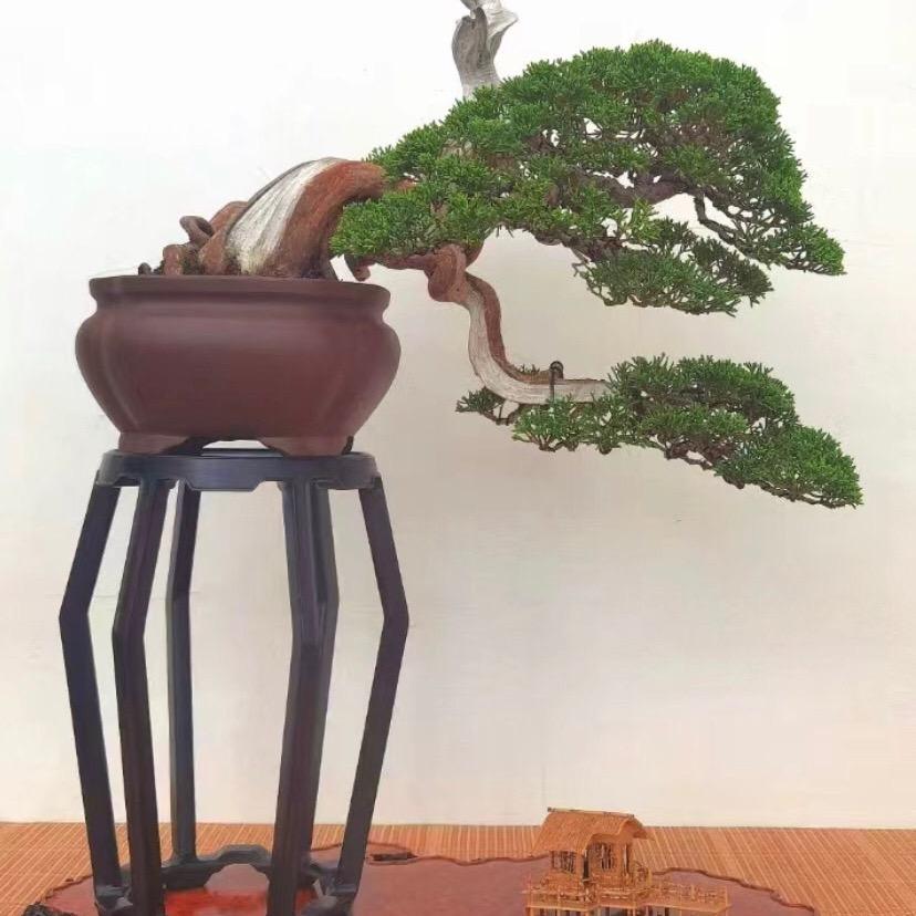 宏春园花木盆景