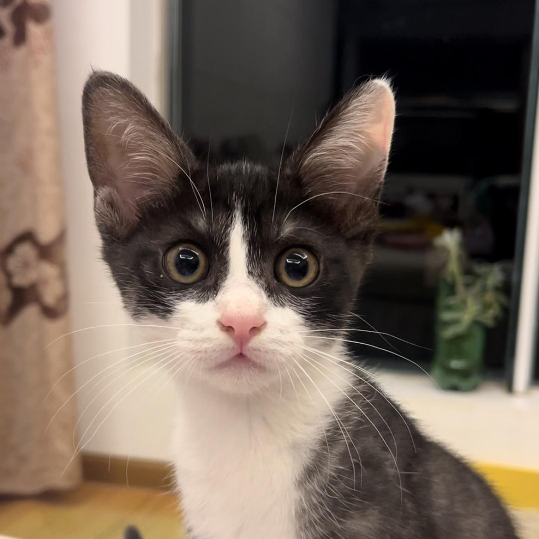 奶牛是只神经喵