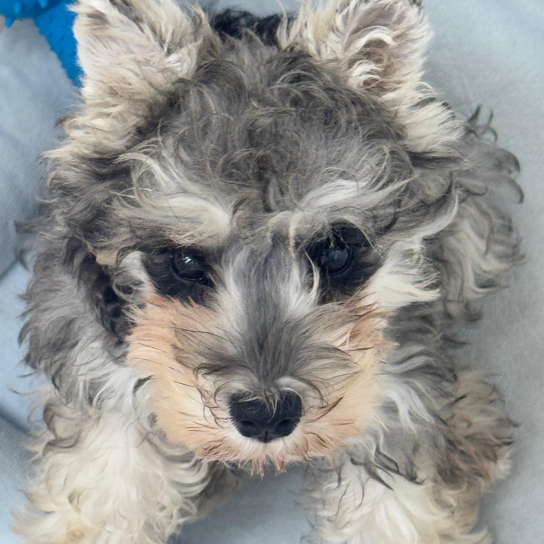 YUKI