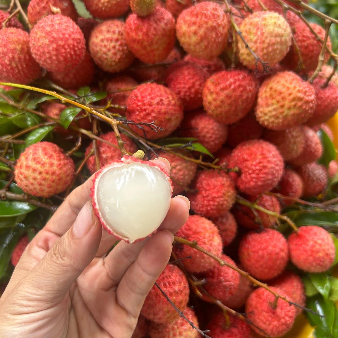 茂名玲姐（荔枝季）
