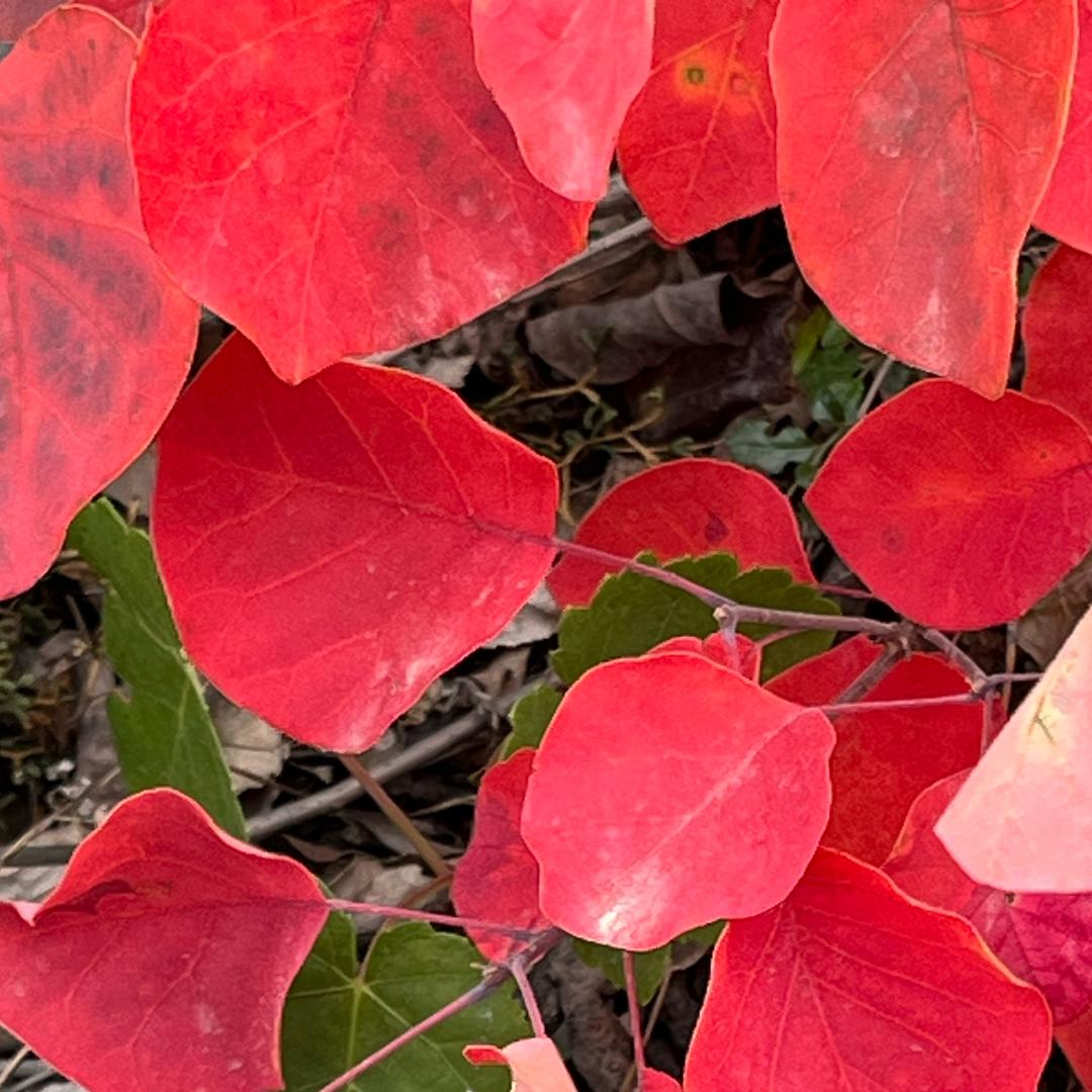 如烟似雾秋叶红