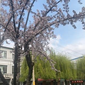 爱上艾艾灸