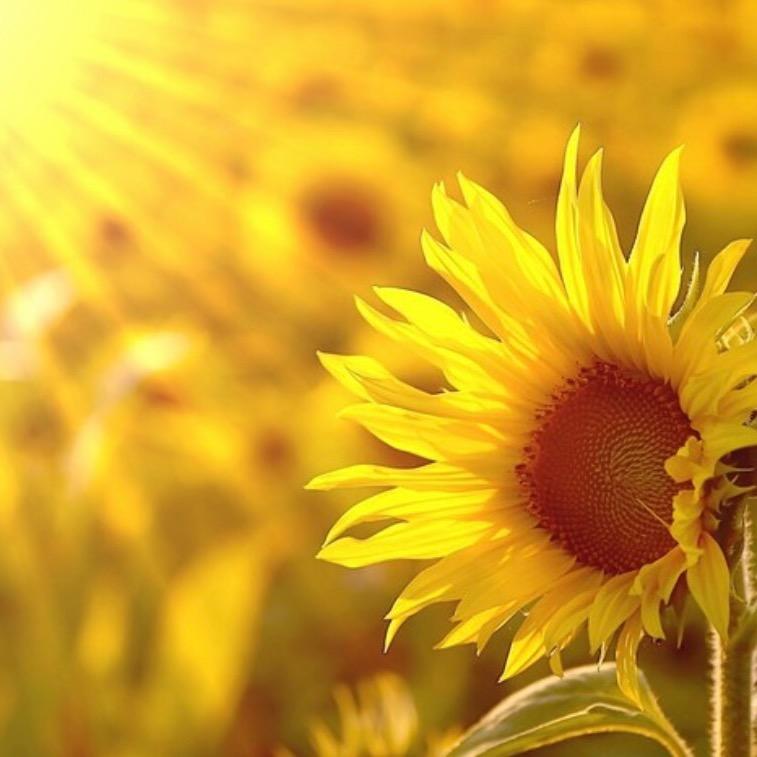太阳花🌻
