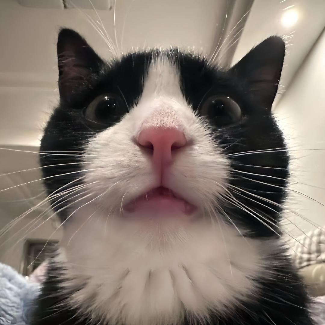 尾巴