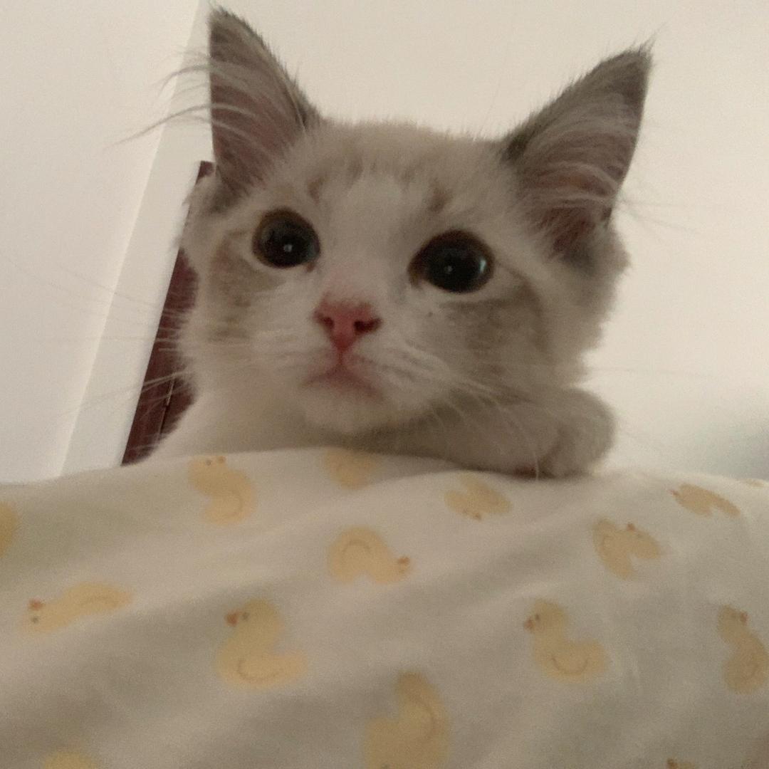 流水线的鱼罐头