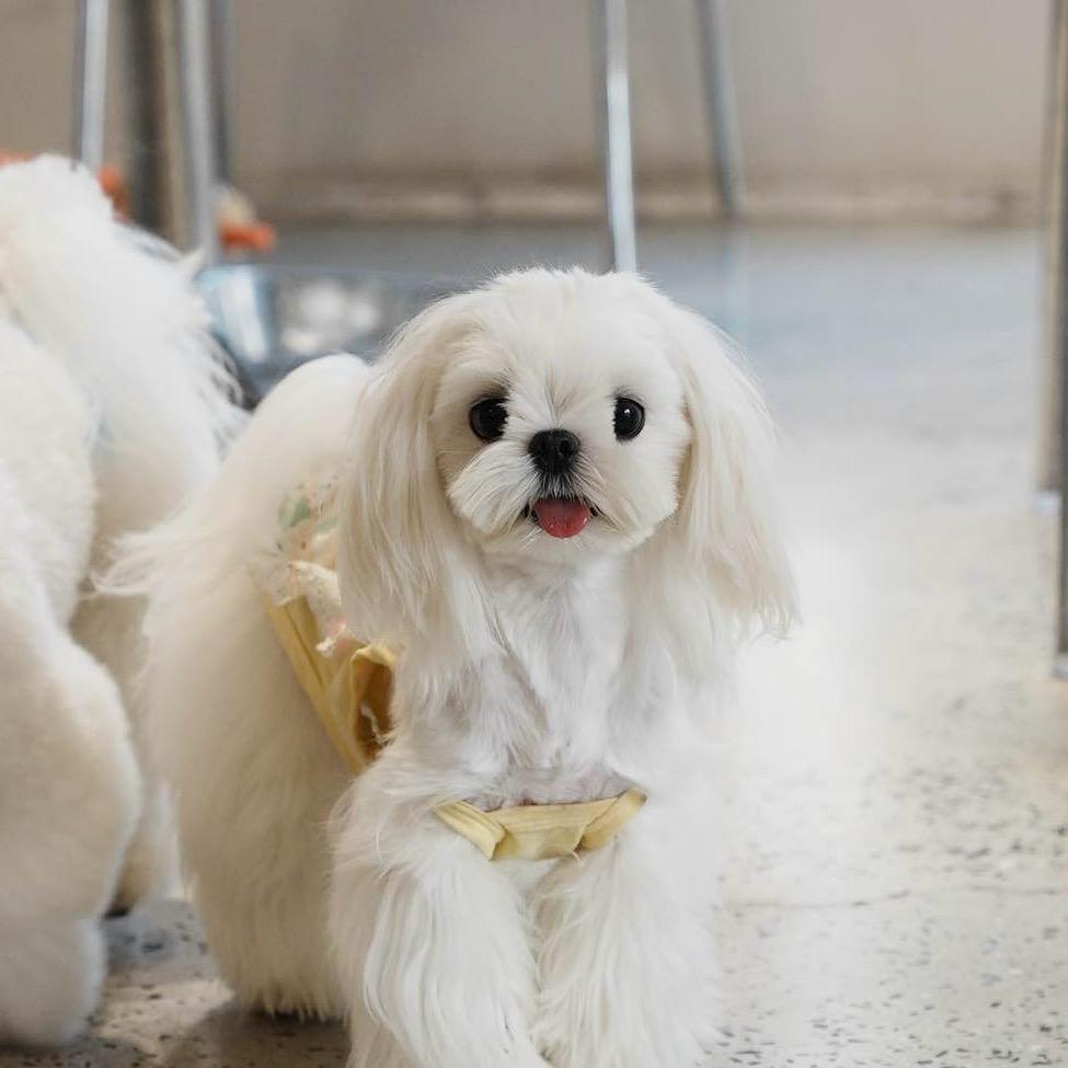 黄油🐱曲奇🐶