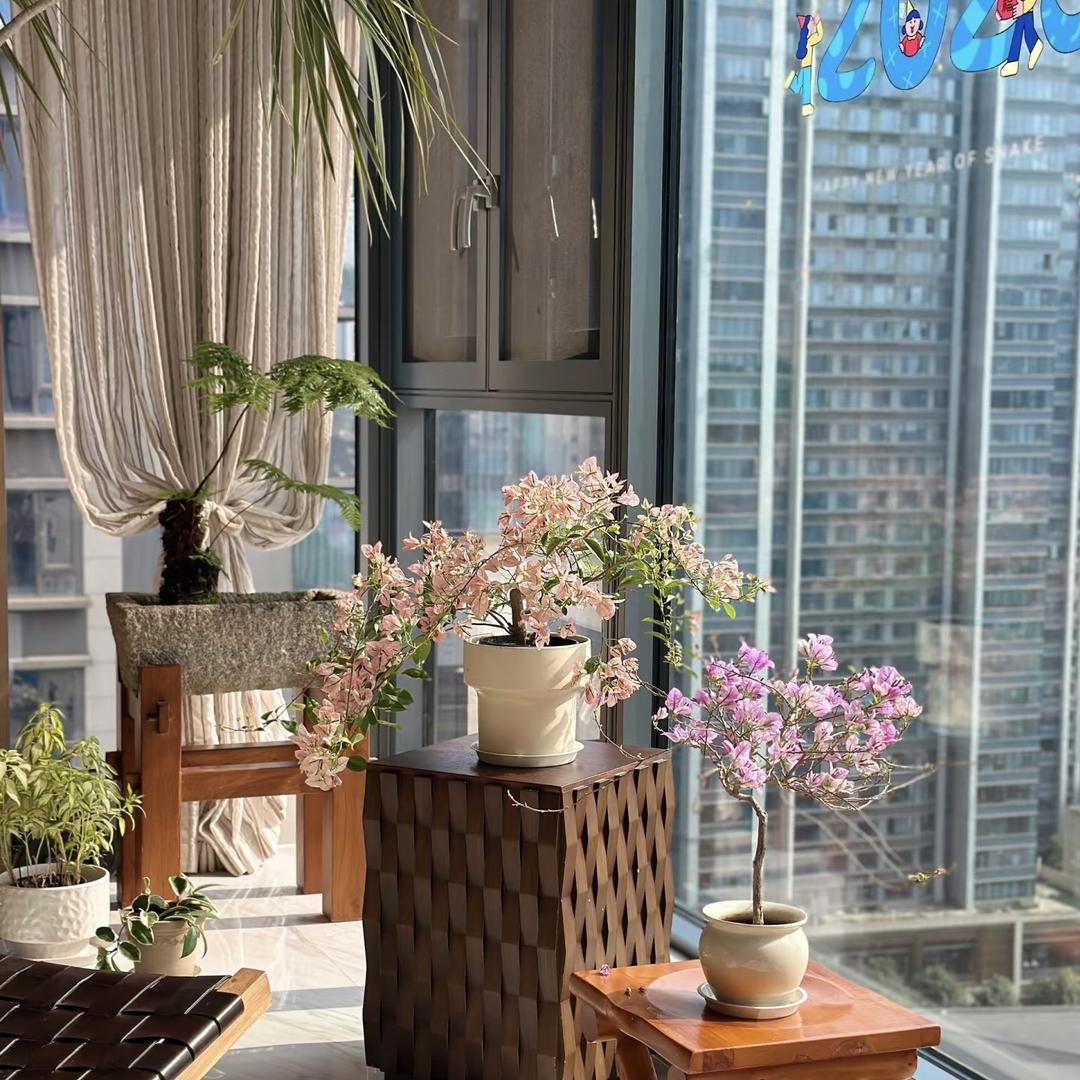 漳州姐妹三角梅基地