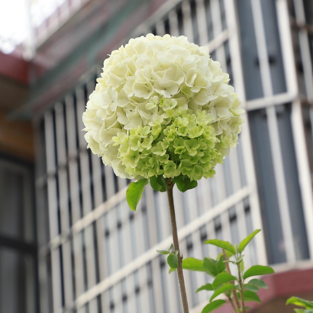 小章花园（自己苗圃，支持批发）