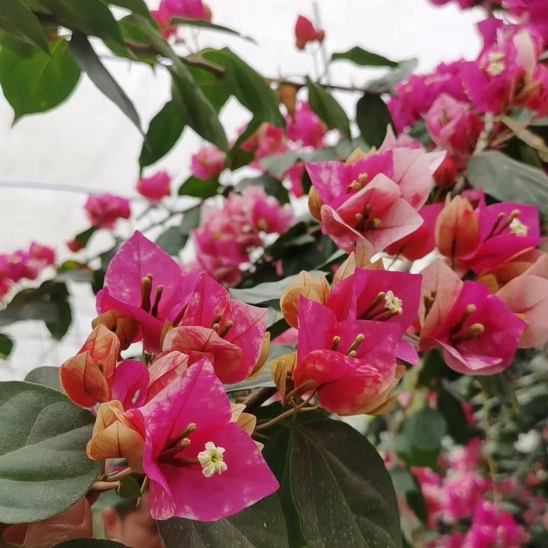 婷远花卉育苗基地