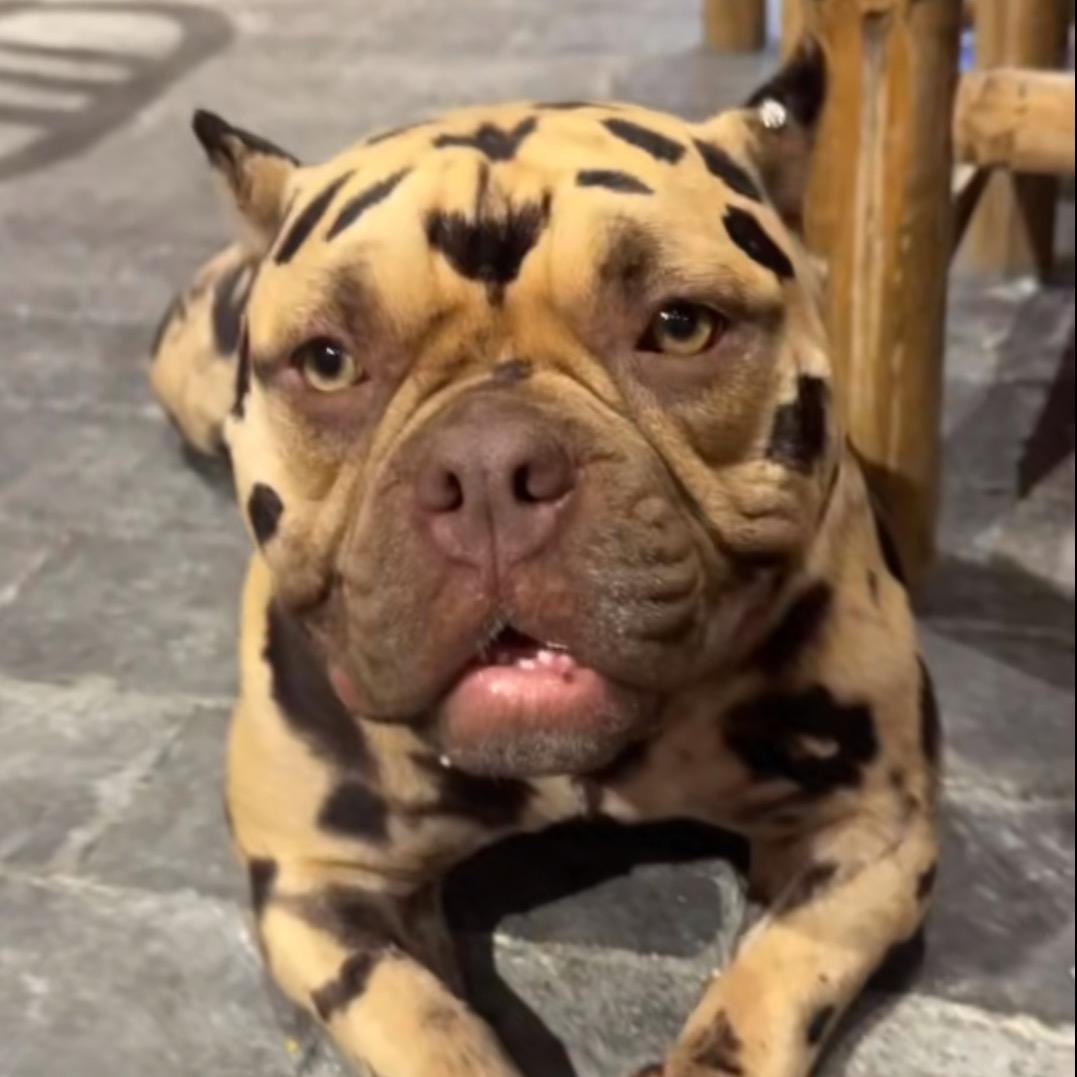 古娜拉黑暗之神