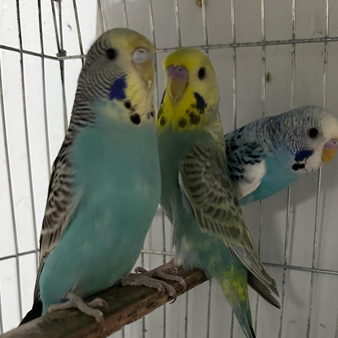 小雨鹦鹉萌宠乐园