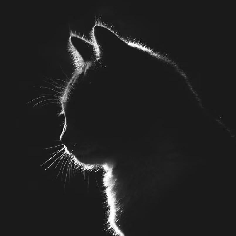 丧彪拿命来！！！