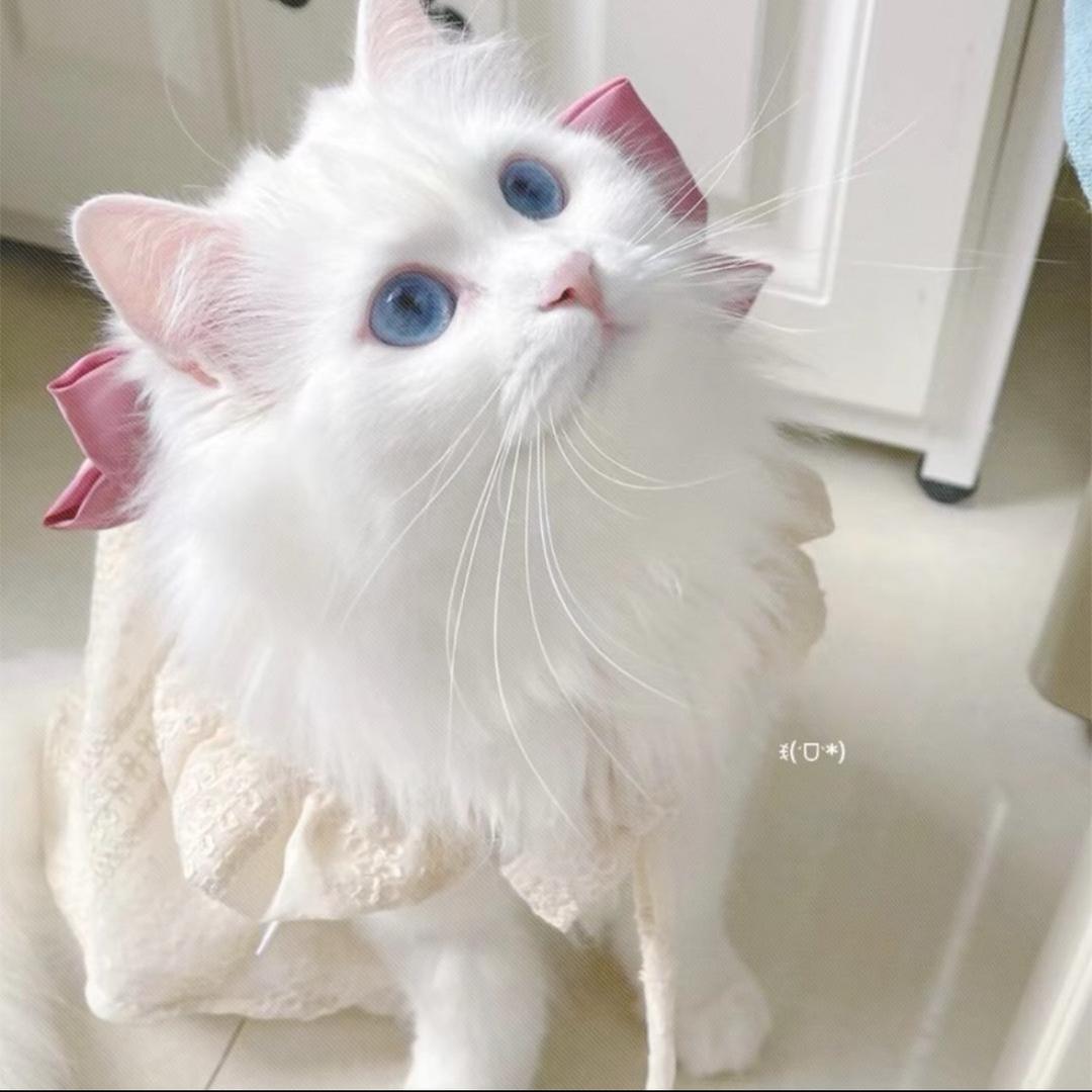 小Y^