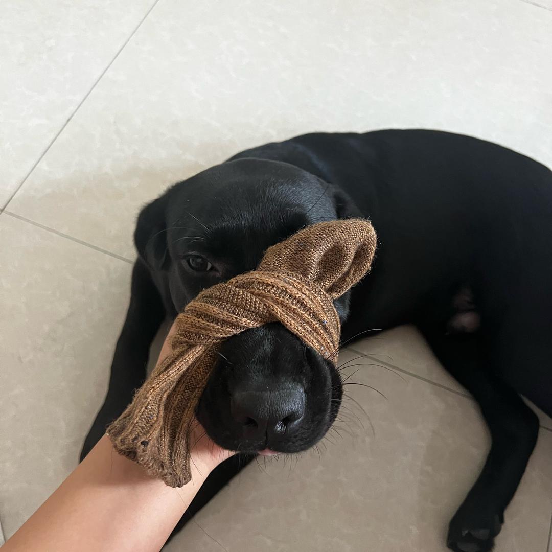 小白是傻🐶