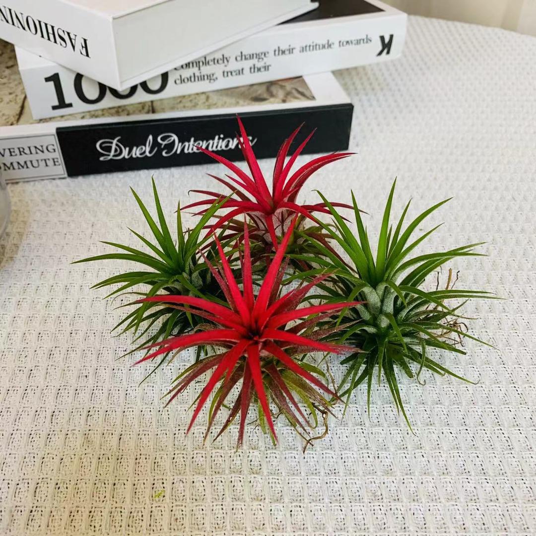 二姐空凤绿植基地