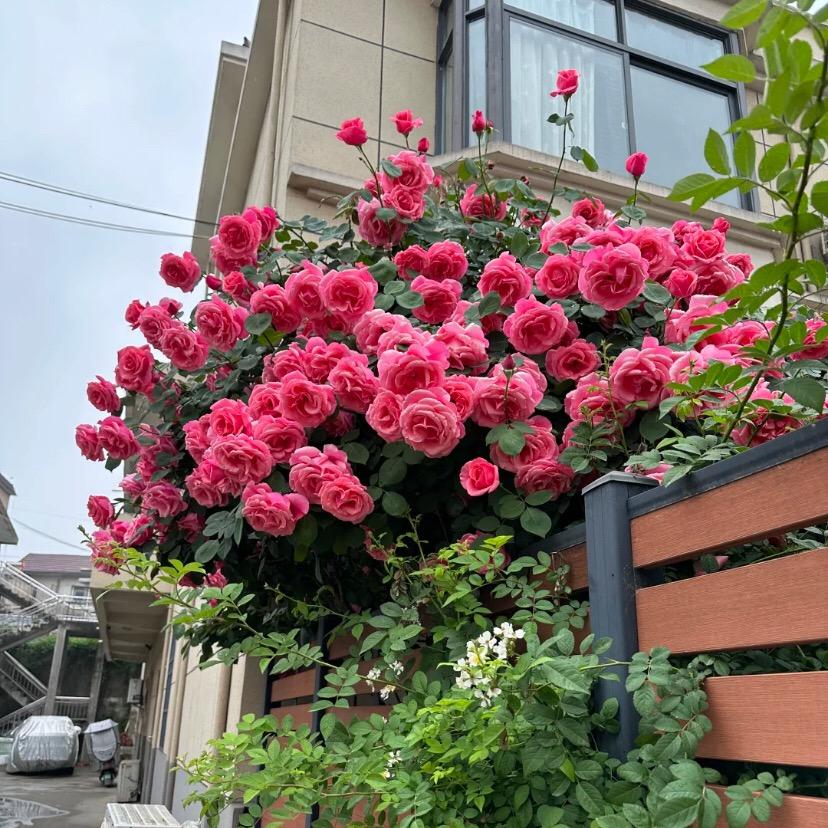小杨种植基地