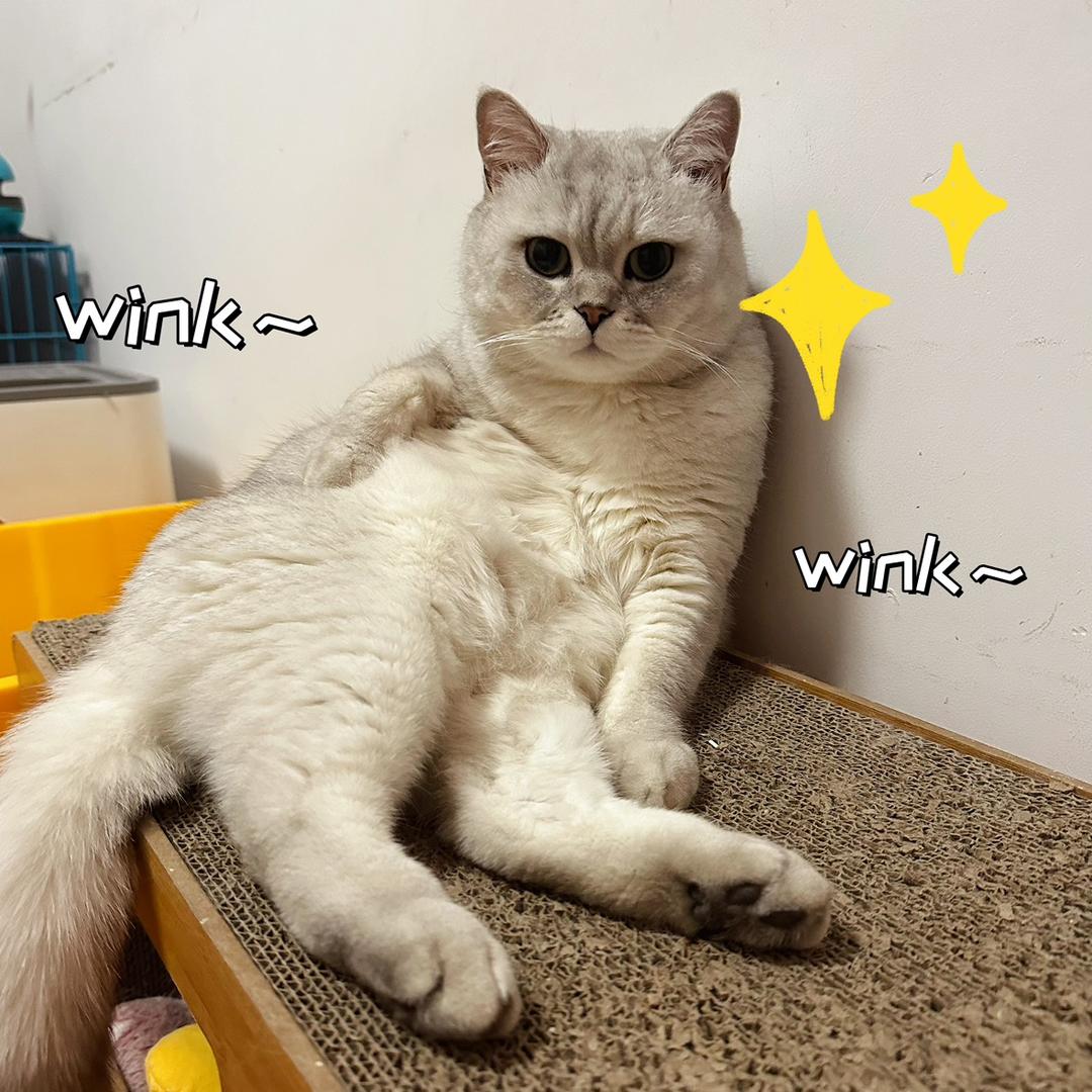 🌈🍀🐶囤🐱胖西