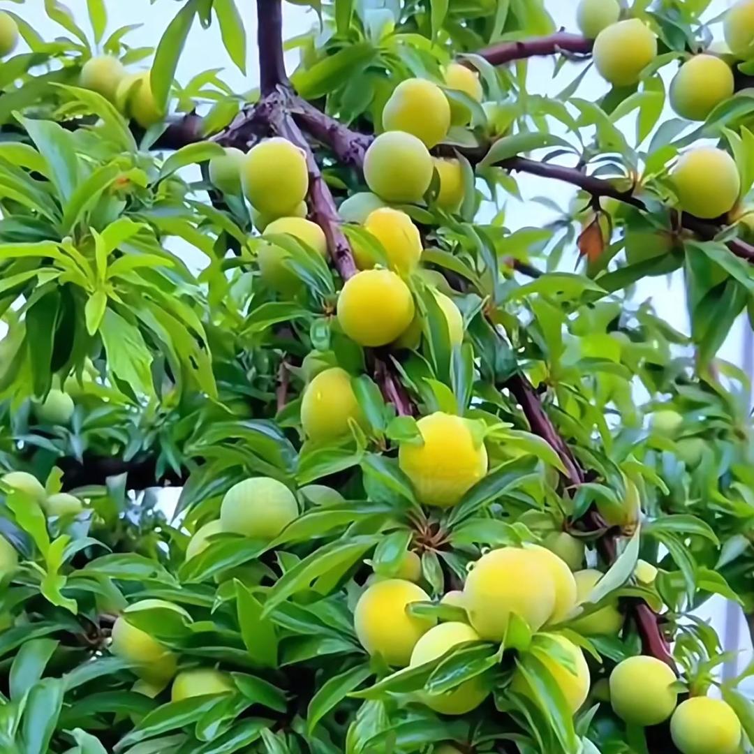 月月暴富水果店