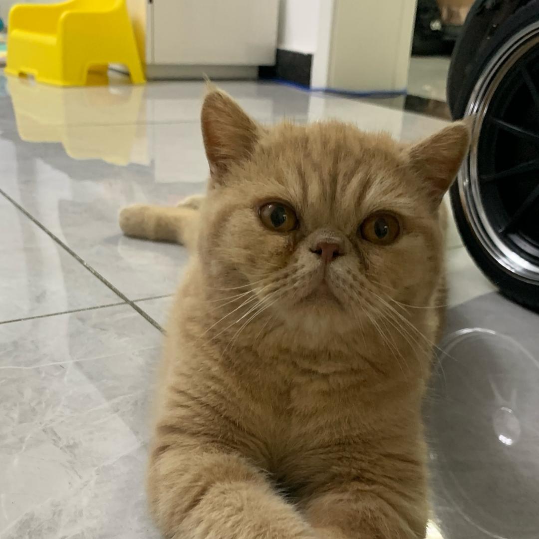 叶子姐姐