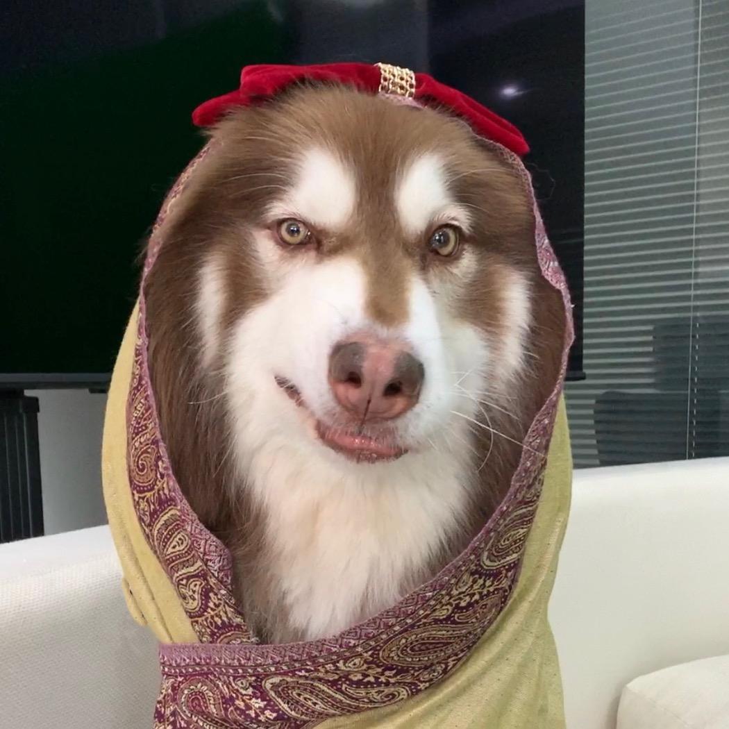 社畜十三