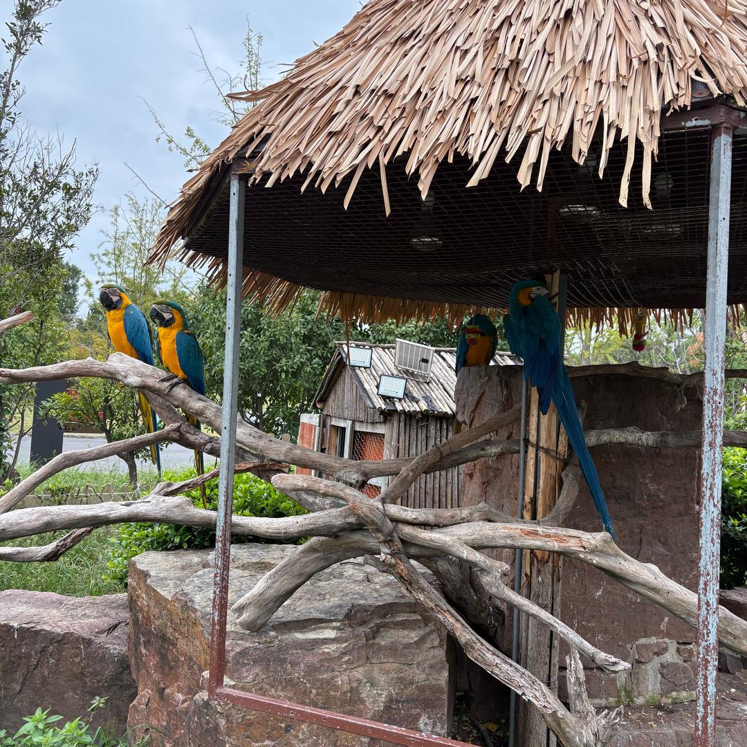 院角的小蘑菇🍄