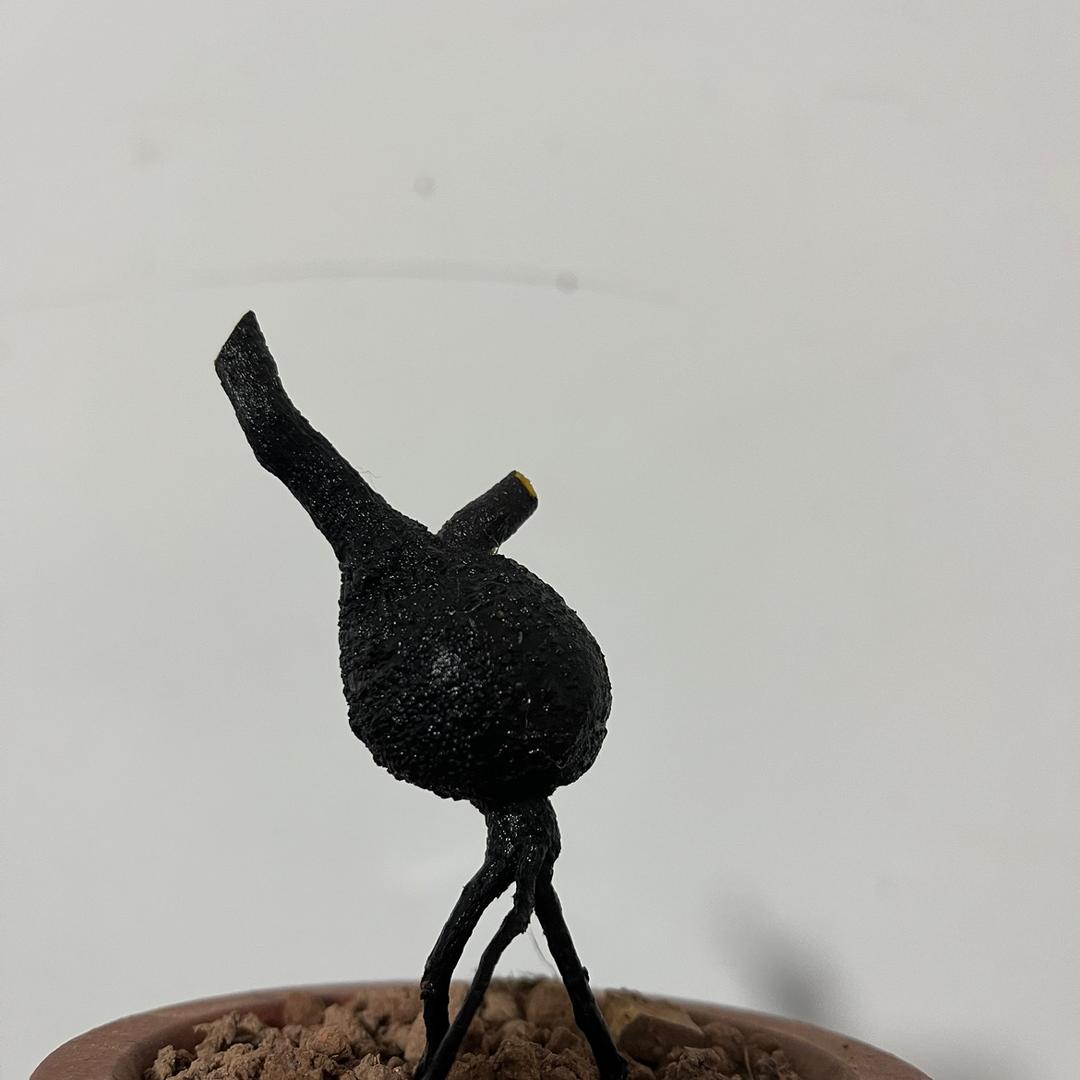 硒都园艺1