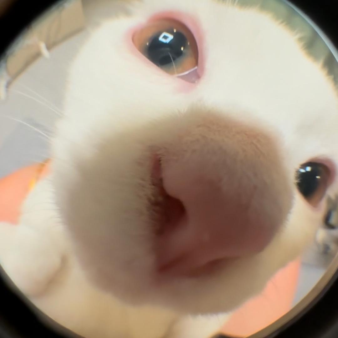 猫咪叫格格