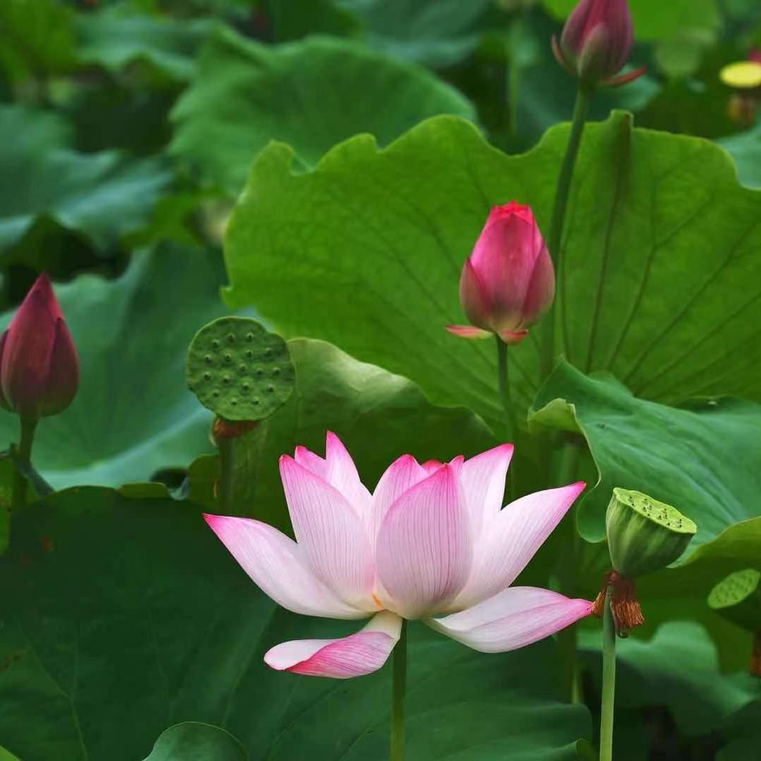 大旺哥哥