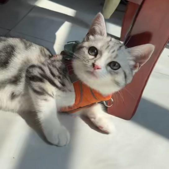 肥肥是只猫咪