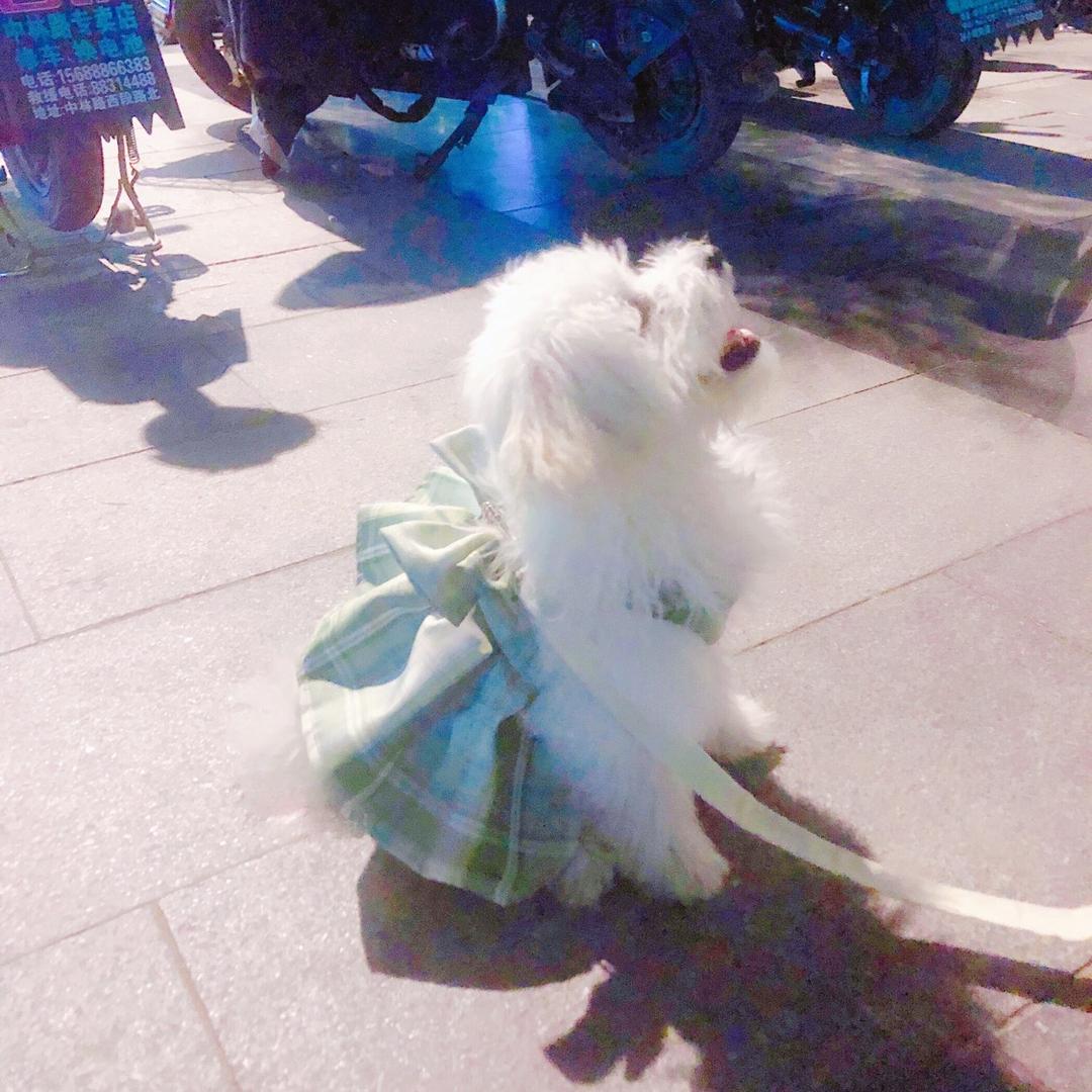 豆芽儿是只狗