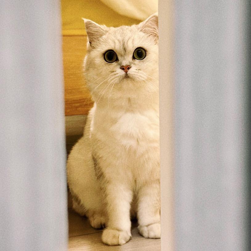 Q宝是只猫