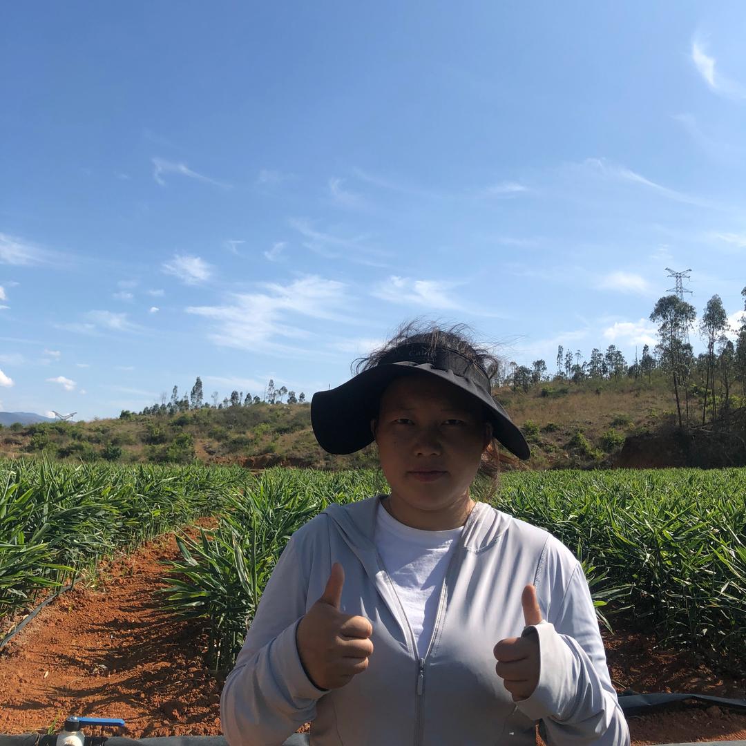 优盾农业生姜种植王指导