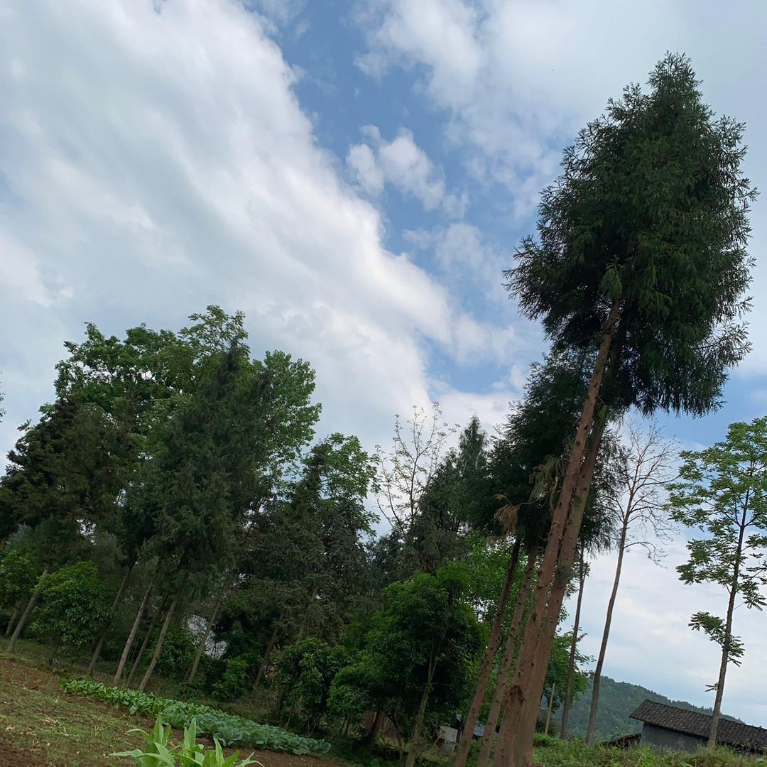 蒋桂英
