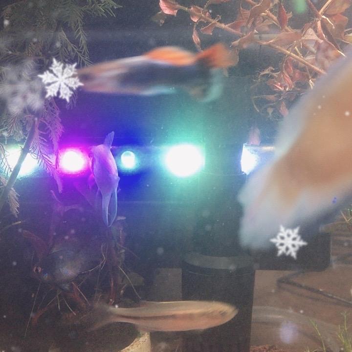 龙华侍默百货商行