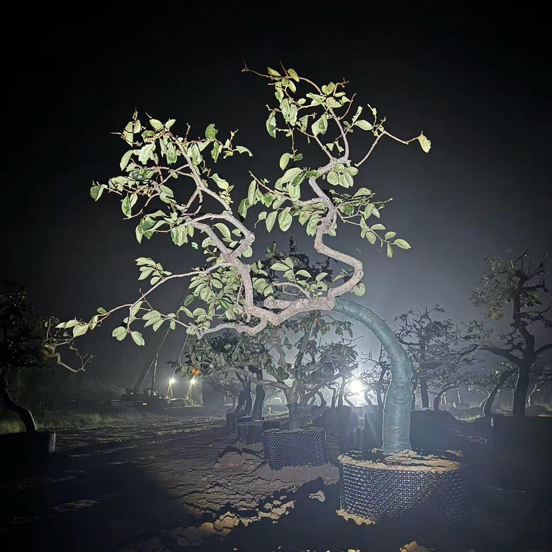 庭院景观龙爪火晶柿子树苗木