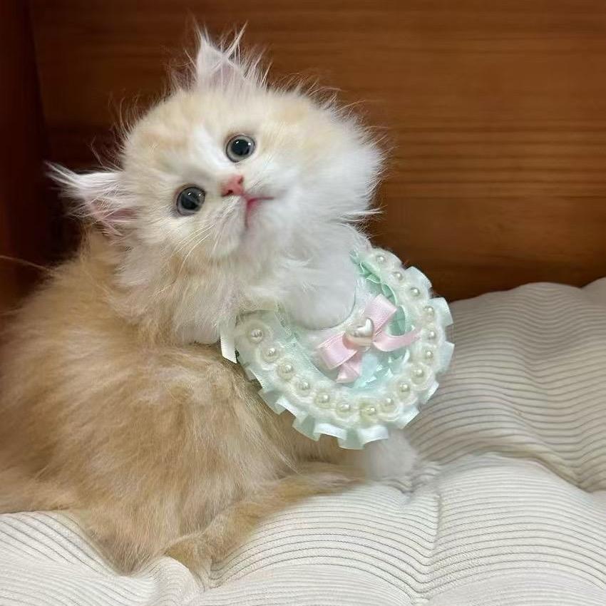 爱护肤的小羊🐑