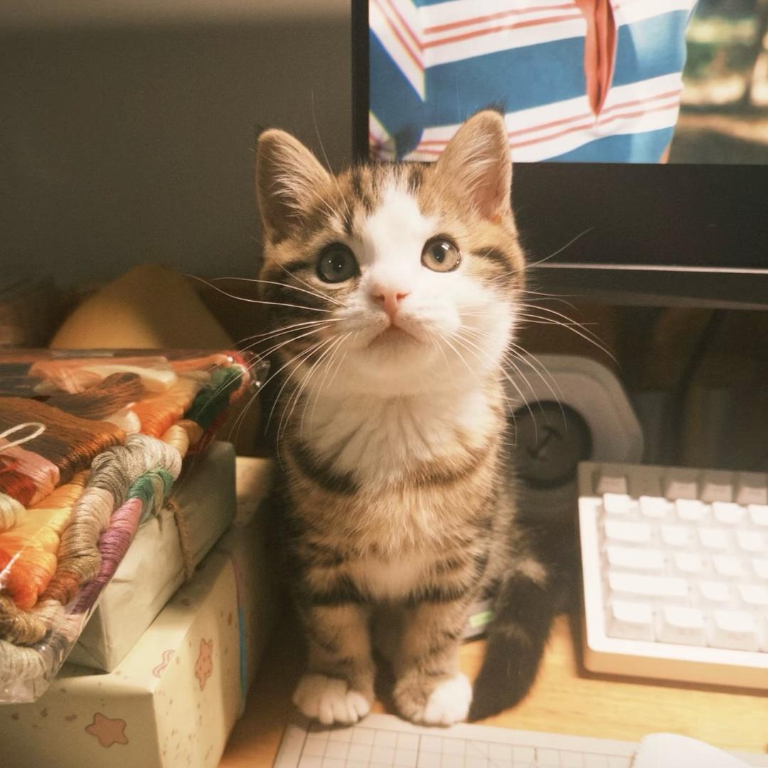莉莉•ᴥ•