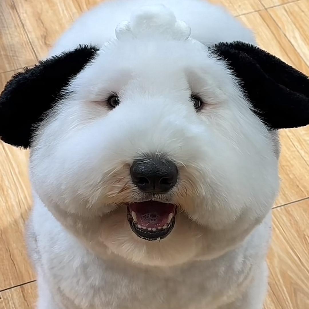妞妞的二狗子