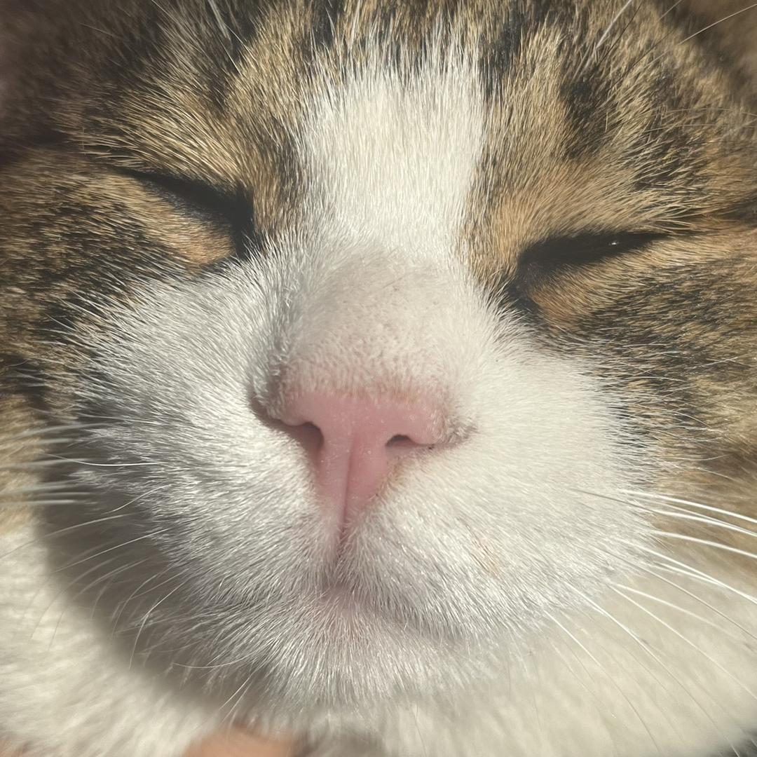 辣味🖤汤圆儿🦦