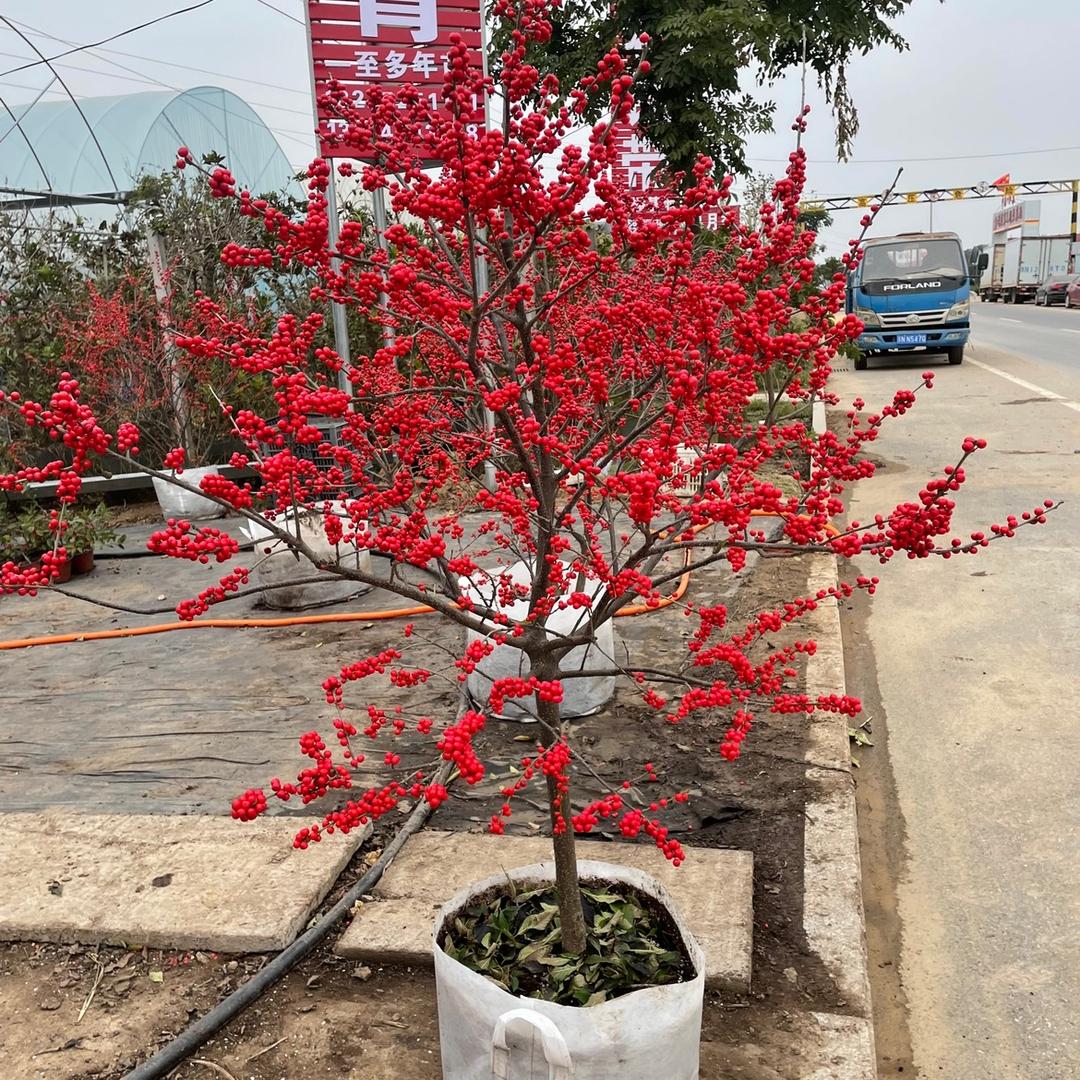 北美冬青繁育基地