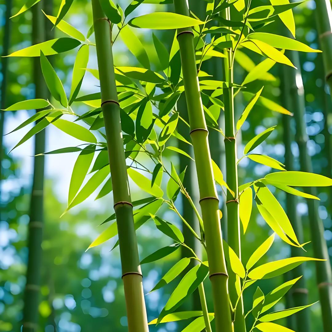 倾竹林
