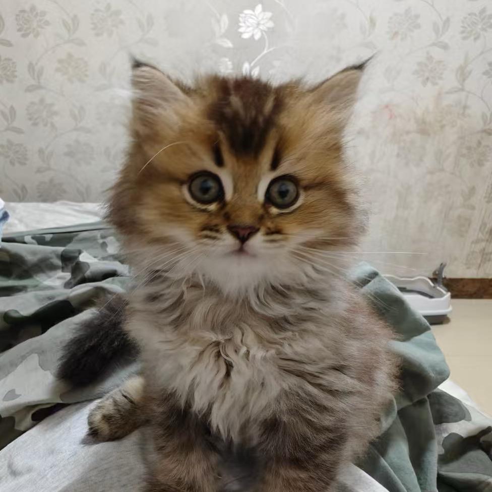 小皮蛋